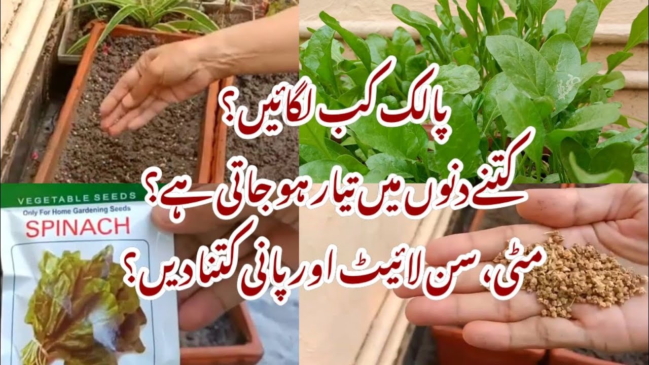 How to Grow Spinach at Home from Seeds | Palak Ugaanay ka Tarika | Grow Green Vegetables In a Pot