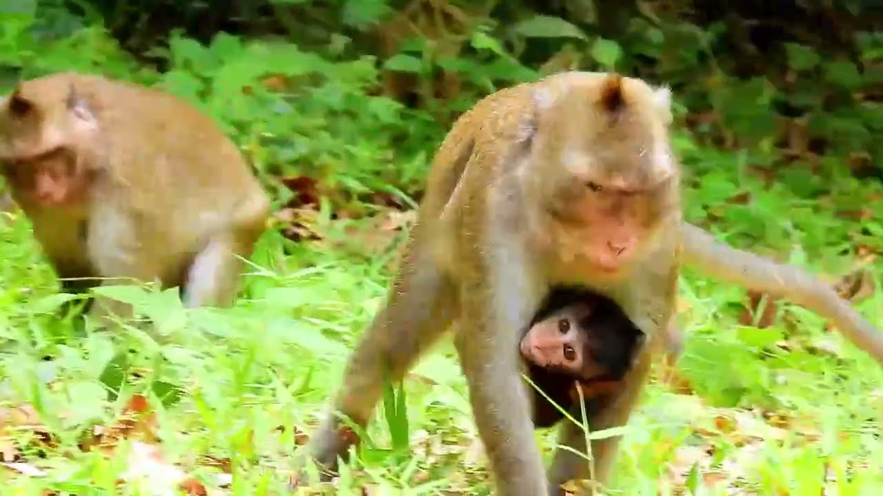 Monkey Grab In Cambodia Good All Monkeys In Khmer #103