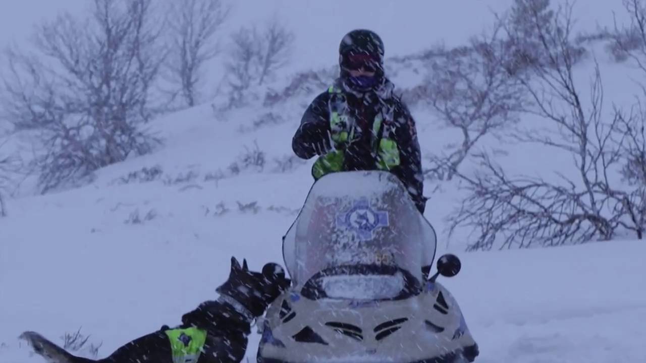 Lavinehunder fra Norske redningshunder Østfold og Follo distrikt- Torsetlia 2016