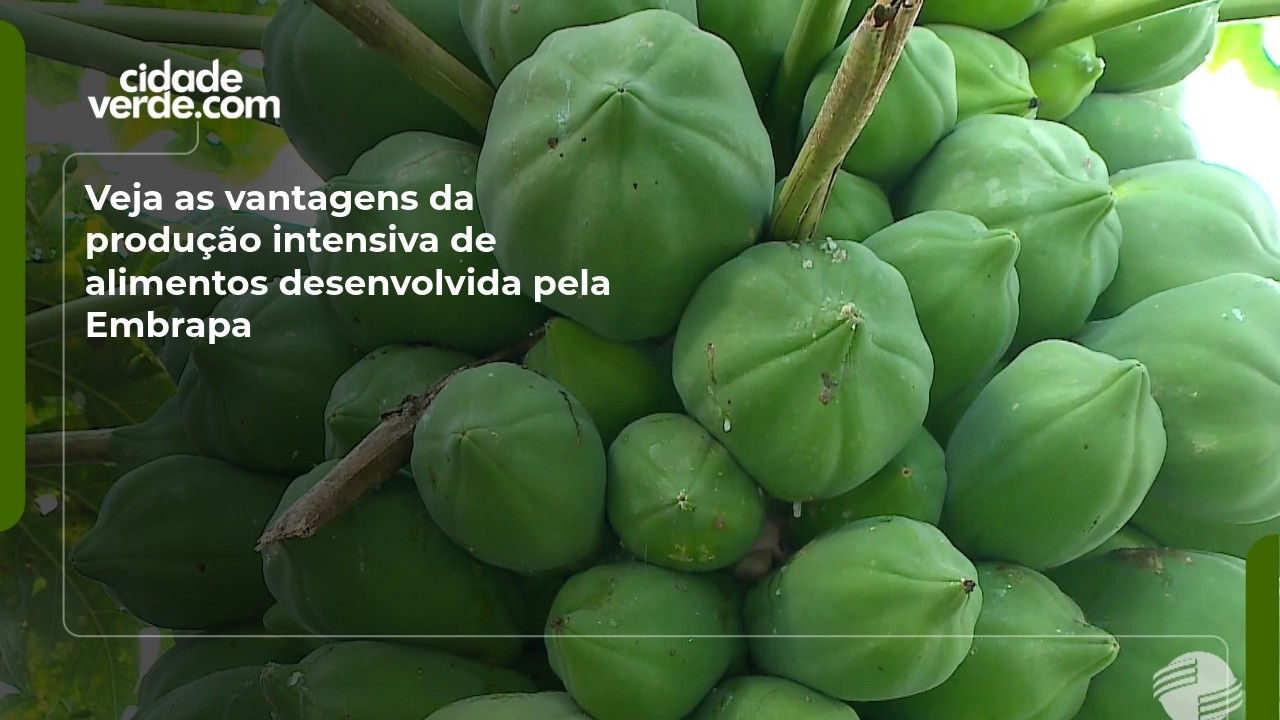 Veja as vantagens da produção intensiva de alimentos desenvolvida pela Embrapa