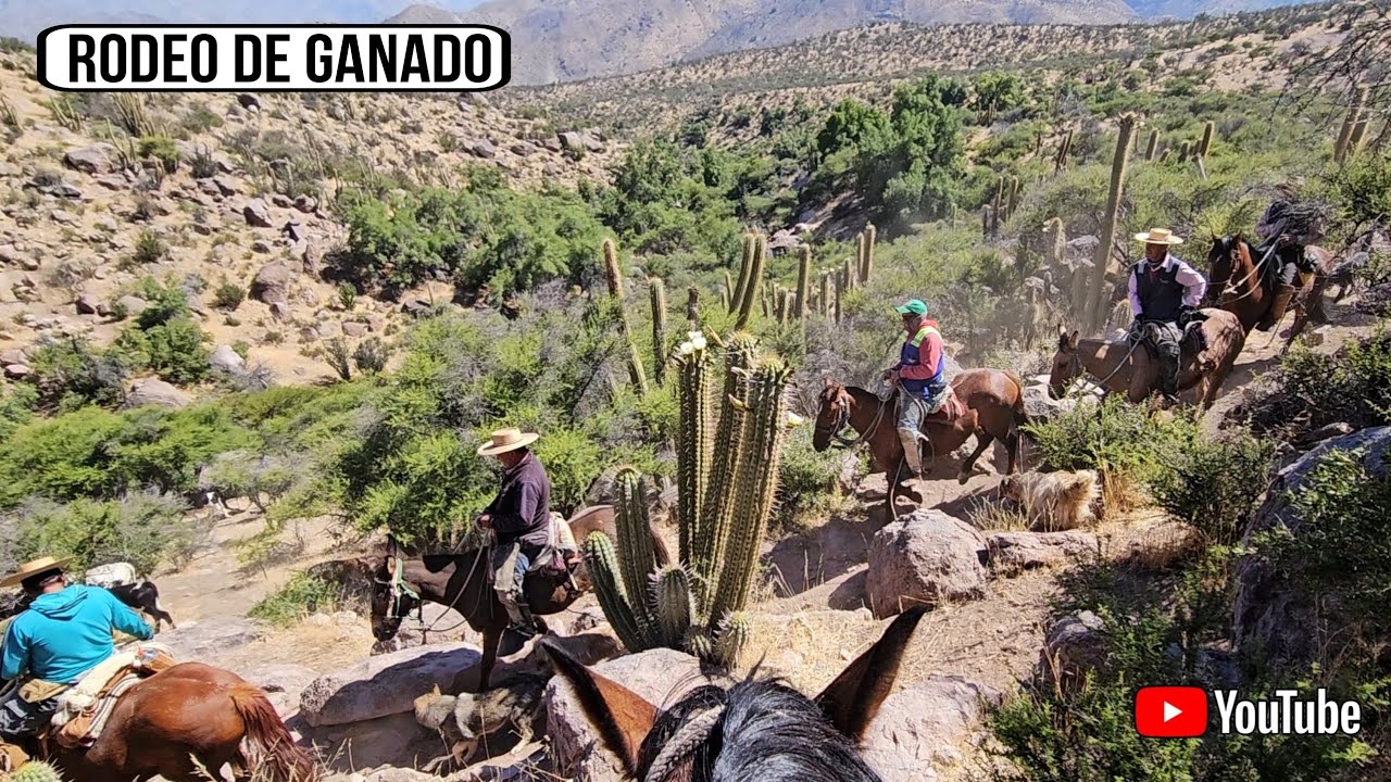 Rodeo Putaendo Capítulo 7 Arrieros  Historias de Chile Trashumancia como se realizo el arreo de Gan