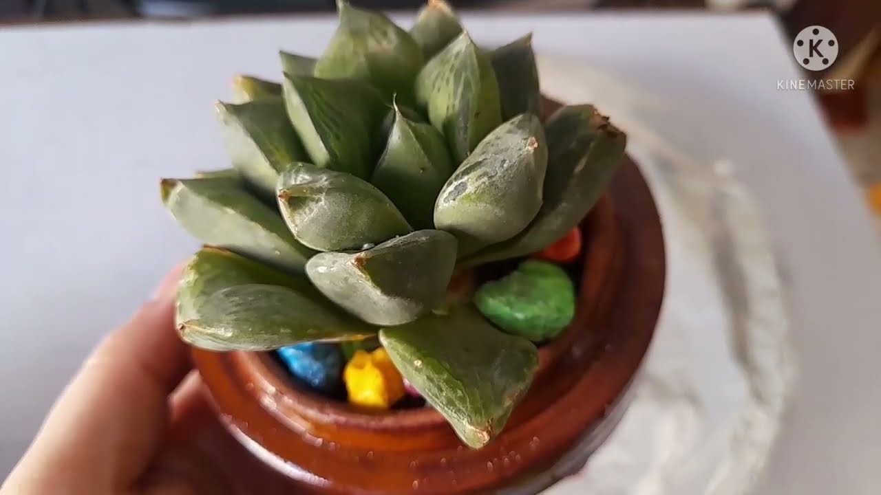 هورثيا ، نبات عصاري، وطريقة اكثاره, succulent