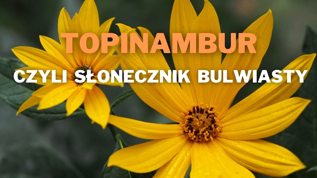 Topinambur czyli słonecznik bulwiasty