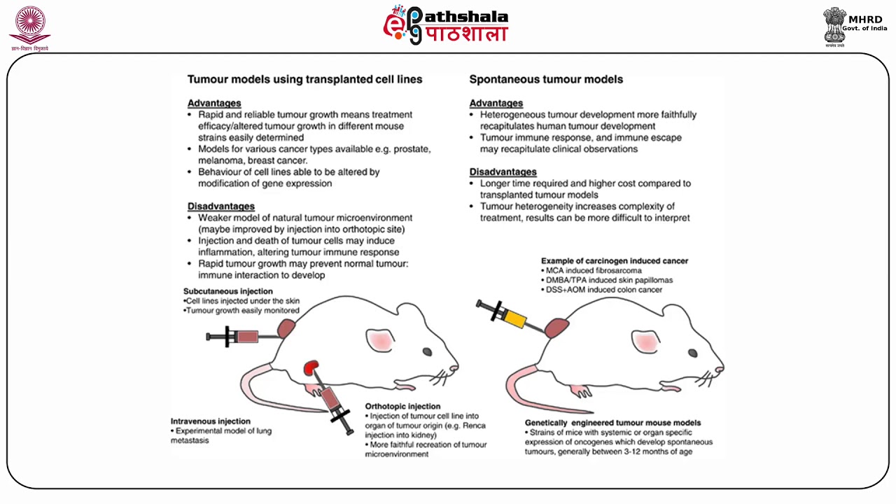 Animal models in molecular therapeutics