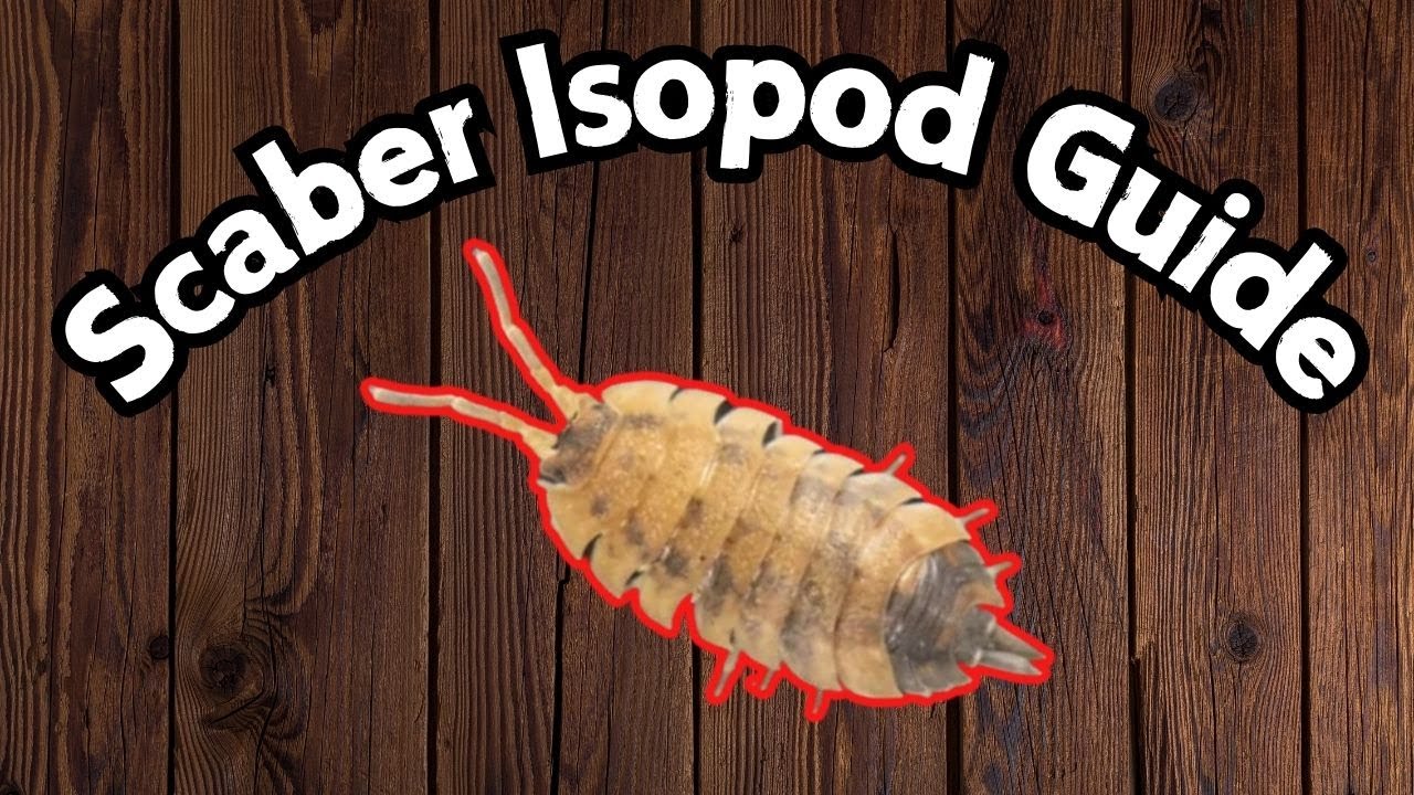 Руководство по уходу за изоподами Porcellio Scaber | Руководство по уходу за изоподами Lava | Spo...