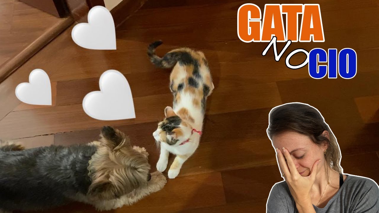A Daisy entrou no cio, e agora?- Veterinária responde - Dúvidas sobre o cio em gatas