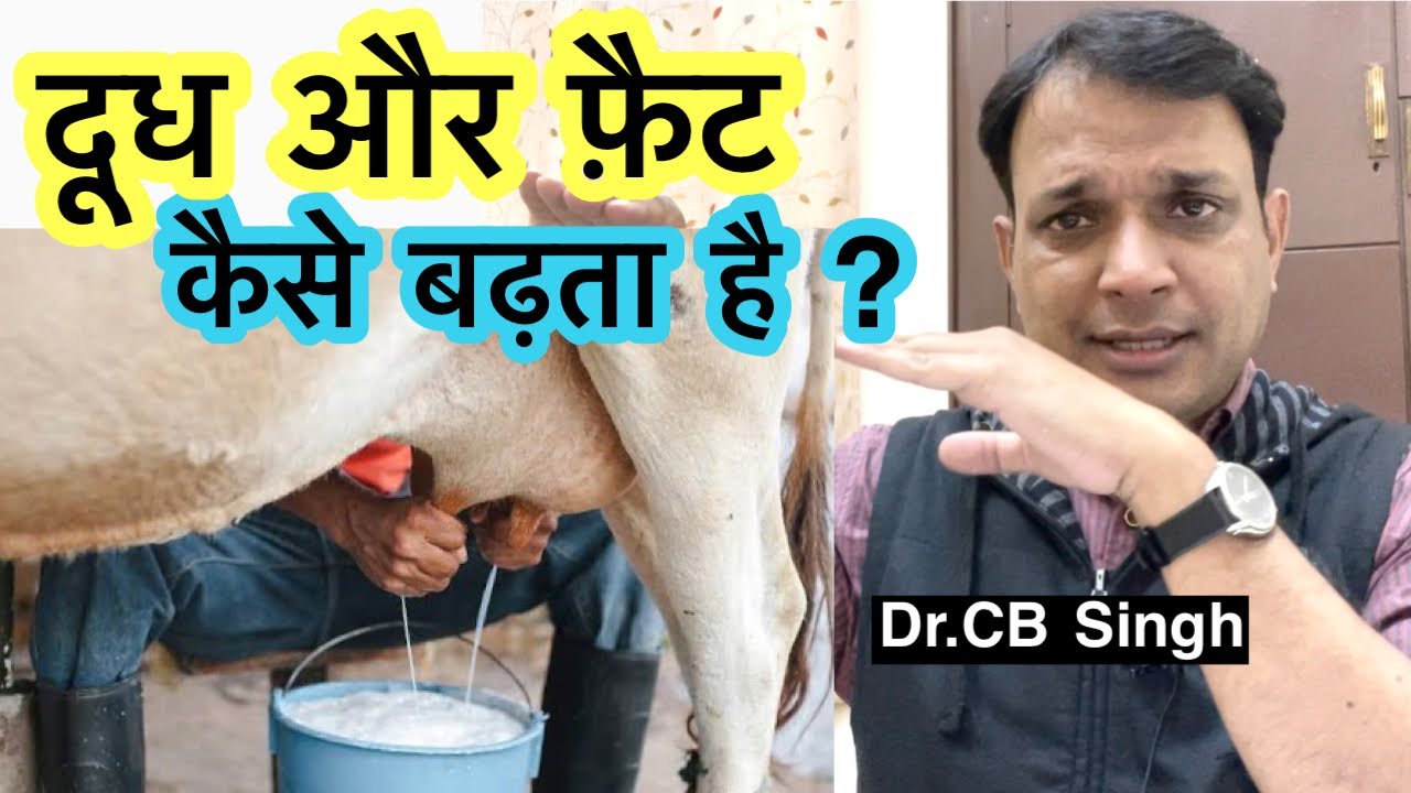 Dairy Farm | दूध और फ़ैट कैसे बढ़ता है ? | Dr CB Singh | Dairy Ustaad