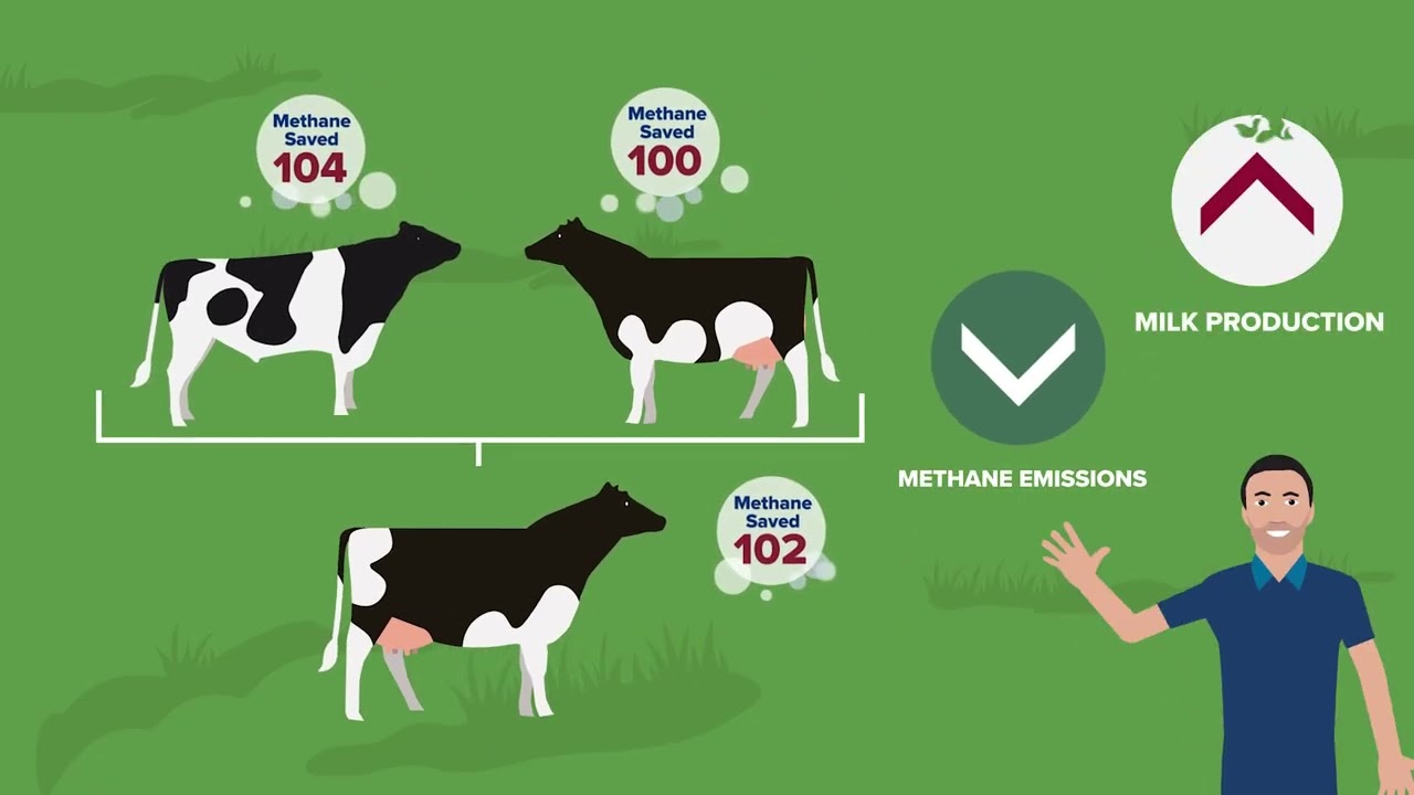 Methane breeding value animation