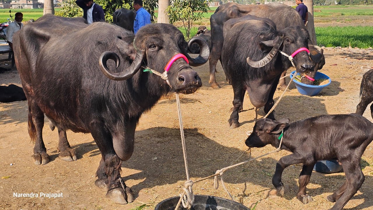 20 ली दूध टॉप क्वालिटी गुजरात की #जाफराबादी_भैंस खरीदें जूनागढ़ जंगल की #jafarabadi_buffelo Gujrat 
