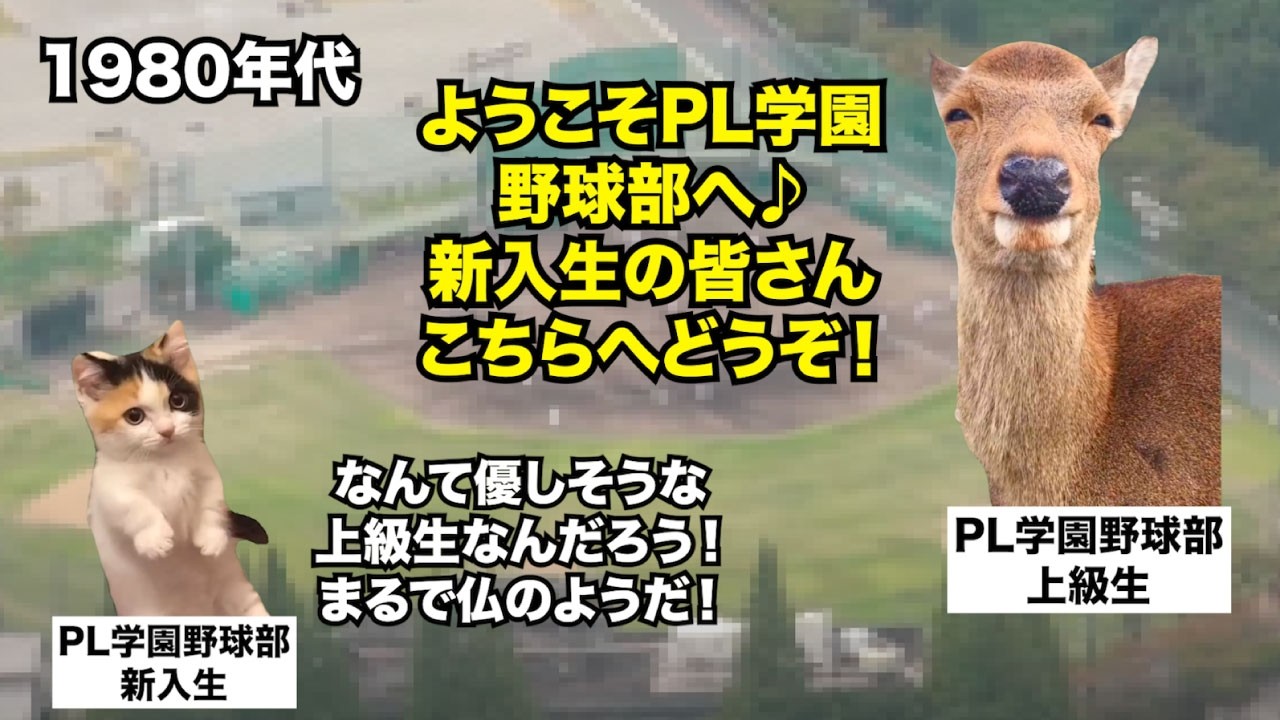 【PL学園】軍隊を遥かに凌駕する理不尽な上下関係！？全高校球児の憧れだった甲子園強豪校の末路 #猫マニ #猫ミーム