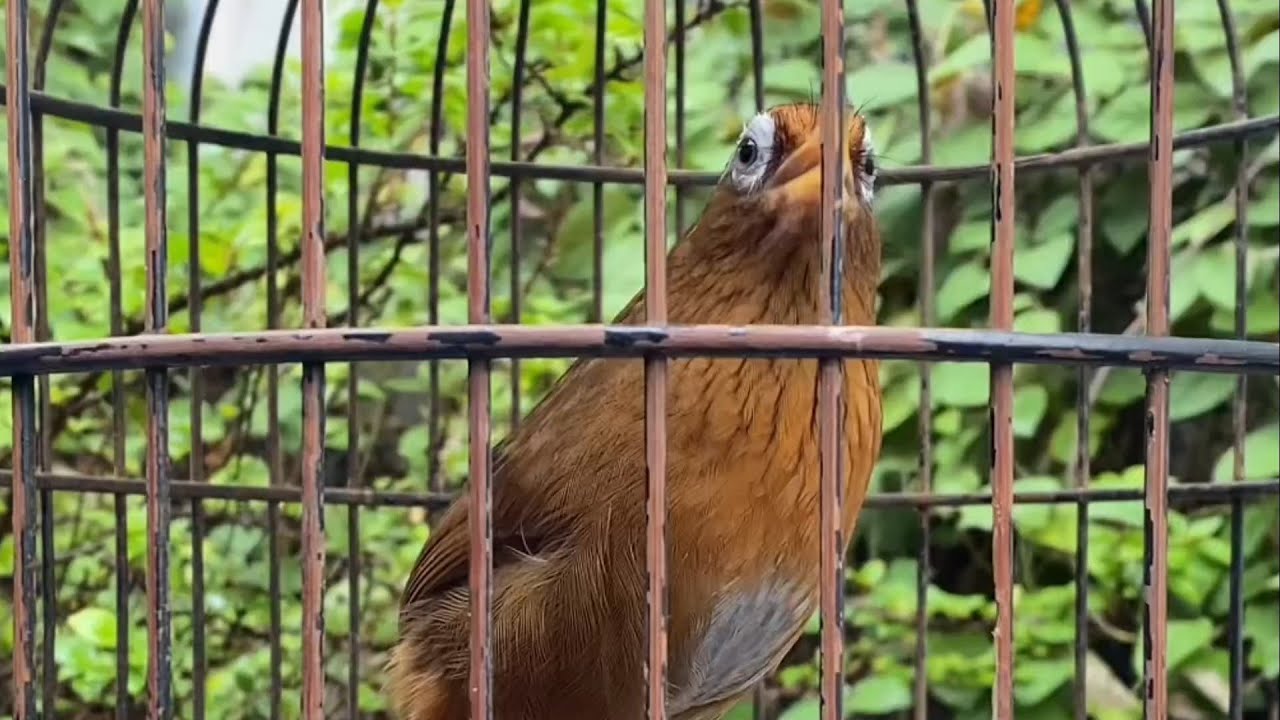 Video luyện giọng cho chim hoạ mi mỗi ngày hiệu quả cực hay/ Hoạ Mi Hót Hay Nhiều Giọng 🔥🔥