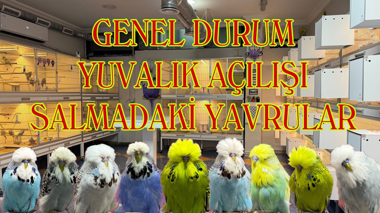 Show Jumbo Muhabbet Kuşlarımızın Genel Durumu & Yuvalık Açılışı & Salmadaki Bebekler