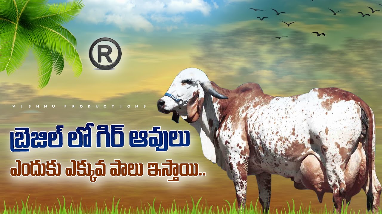 GENETICS PART2  BRAZIL - ANVESH REDDY  #dairyfarm