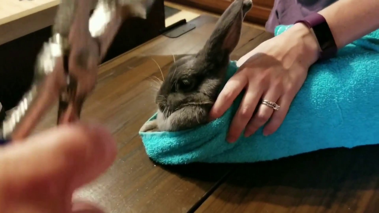 Clamp tattooing our rabbits for the fair