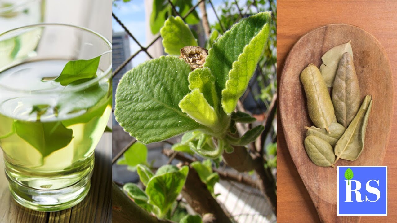Baja de peso con el boldo, adem&aacute;s conoce sus propiedades y beneficios para la salud.
