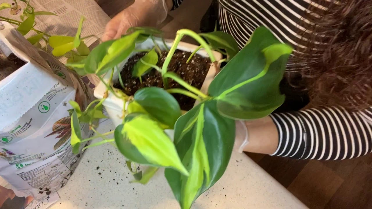 Propagación de plantas de agua a sustrato// Philodendron,pothos y más.#DECASADEMAGDA.