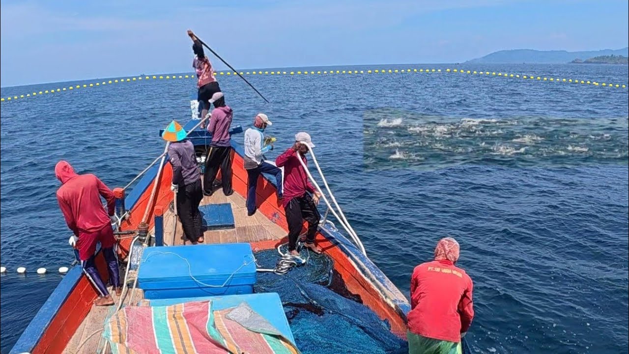 Pukat cincin, Luar biasa gak di sangka dapat banyak ikan cakalang, begini prosesnya km.yordan