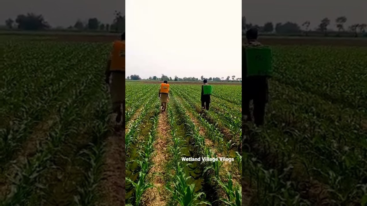 Spray On Corn Crop by Wetland Village Velogs 