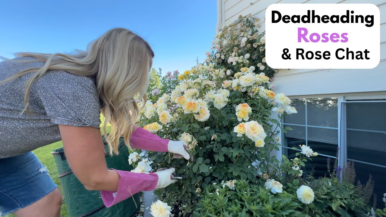 Deadheading Roses and Rose Chat: Eden and David Austin Roses
