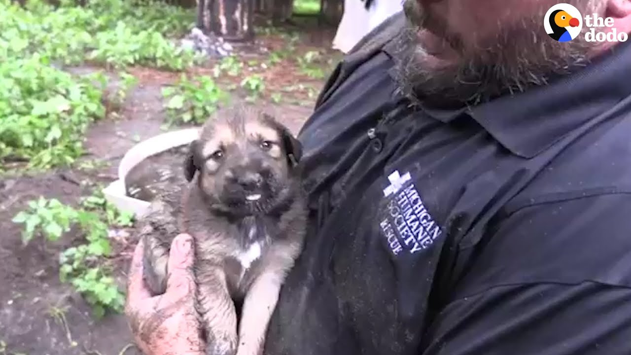 PUPPY RESCUE: You Won't Believe How Many Puppies Are Rescued From A Muddy Hole | The Dodo
