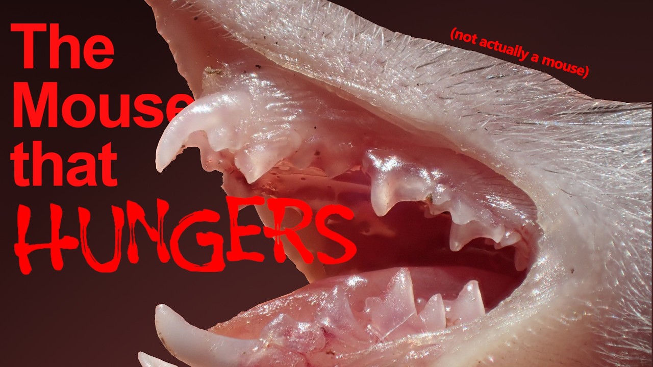 The Horrifying Lives of Shrews