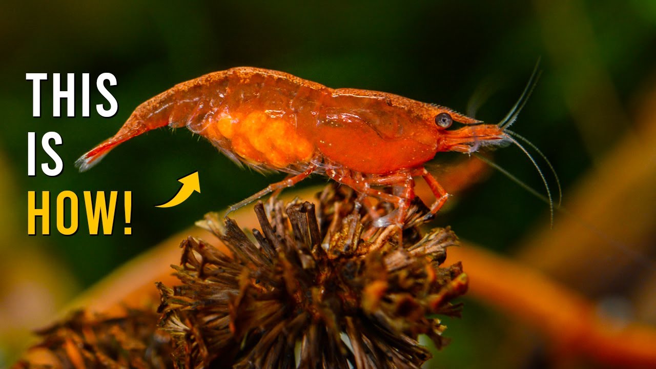 Red Cherry Shrimp Giving Birth - Rare MUST-SEE Moment!