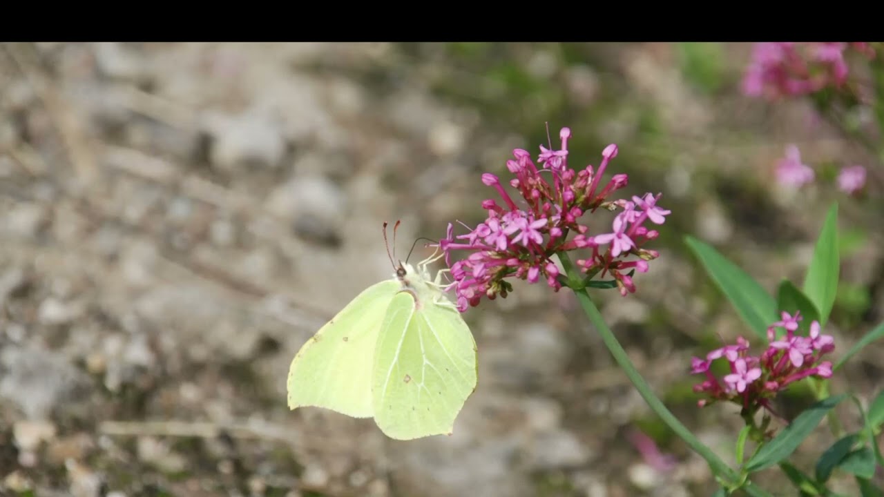 The Common Brimstone, a Methuselah Among Butterflies - Butterfly Species Portrait 2