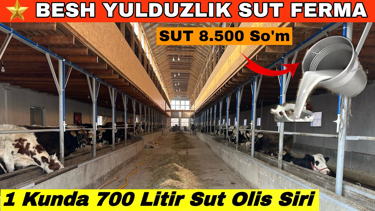 BIREND.FERMADA  SIGIRLARNI SUTI 300 L Dan 700 Litirga Kopaydi Buni Siri Nimada #2026 #sigir#boqish 