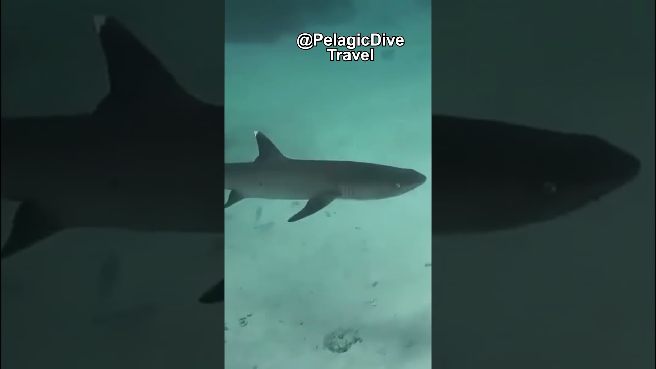 Nocturnal Hunters: The Whitetip Reef Shark 🦈
