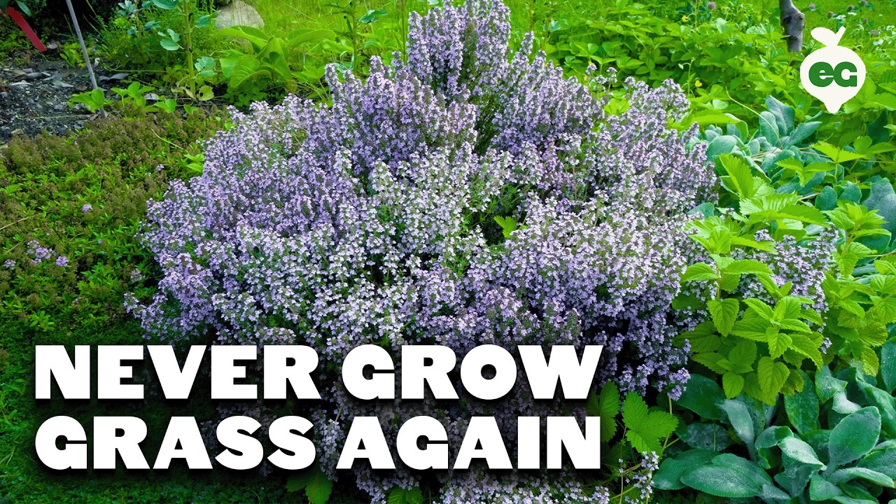 3 Sustainable Lawn Alternatives (for Cold Climates)