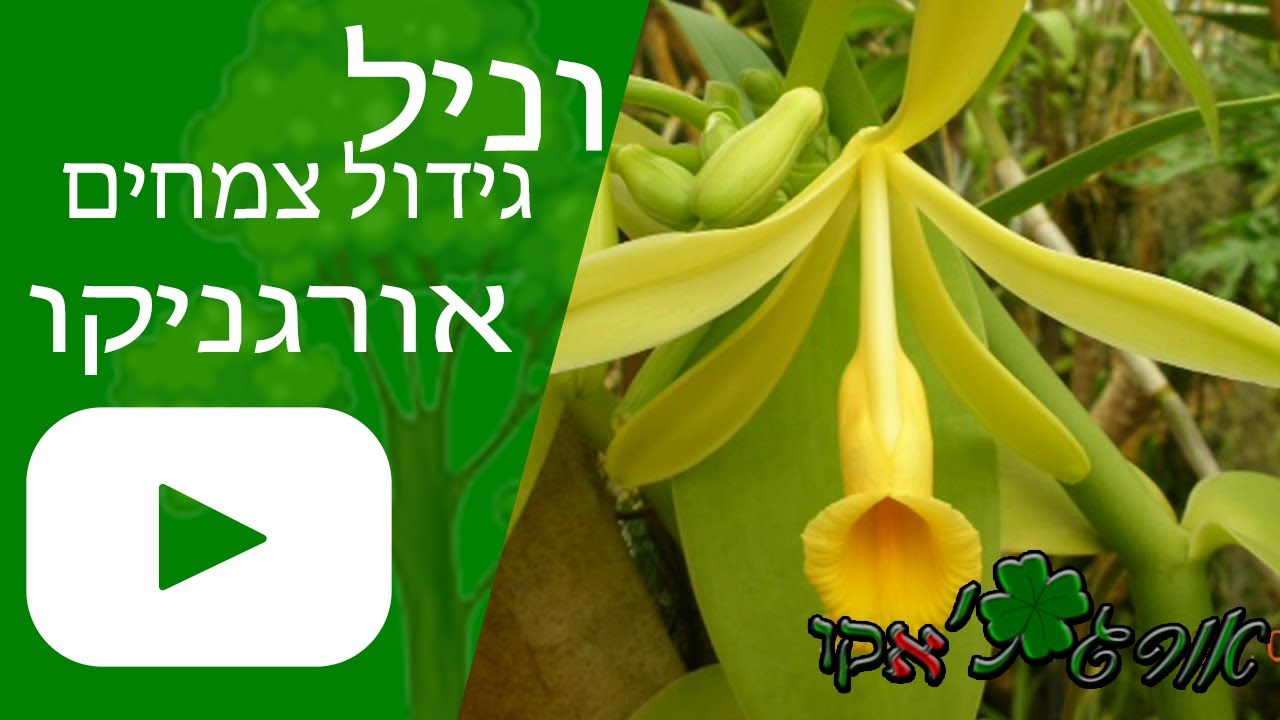 וניל - גידול צמח הוניל - אורגניקו