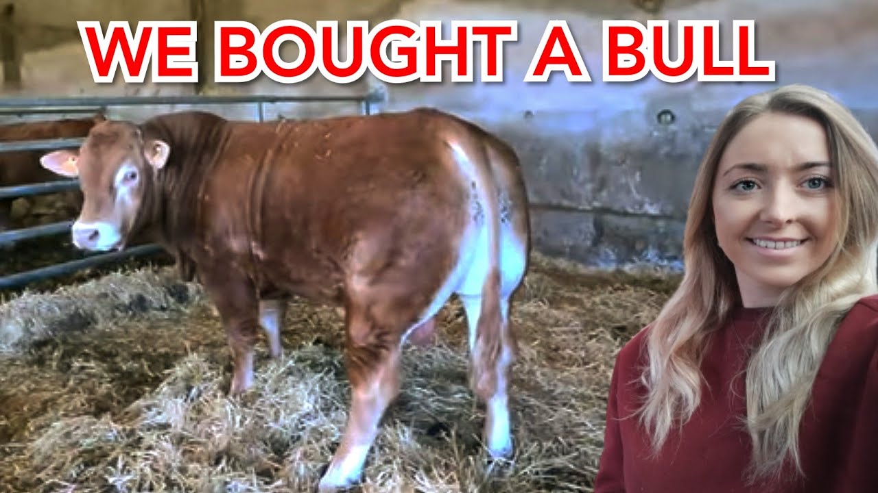 WE BOUGHT A NEW LIMOUSIN BULL!!!
