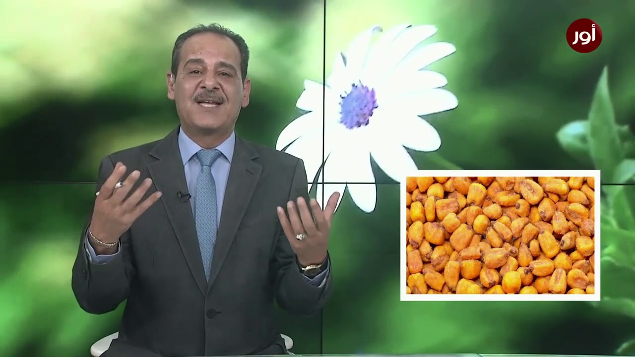 فوائد الذرة للصحه العامه  مع خبير الاعشاب حسن خليفة - جنة الاعشاب