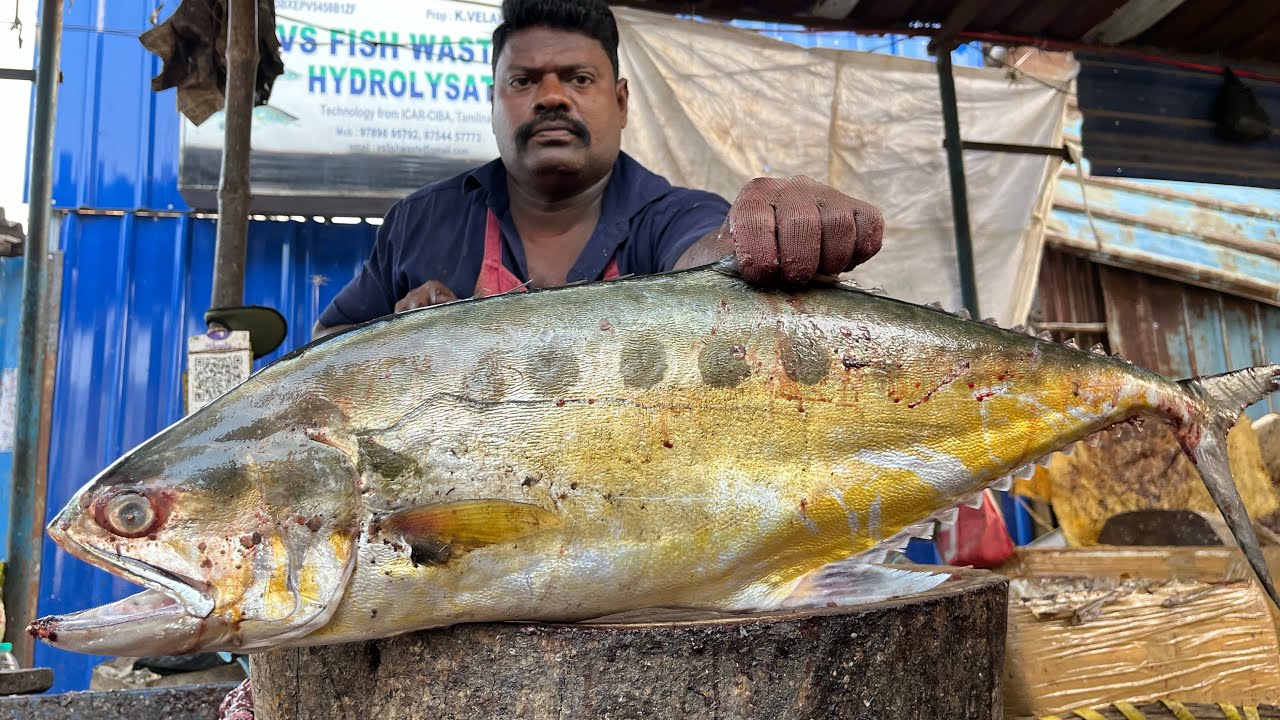 KASIMEDU SPEED SELVAM | HUGE QUEEN TRAVELLY FISH CUTTING VIDEO | 4K VIDEO | CS FISH CUTTING