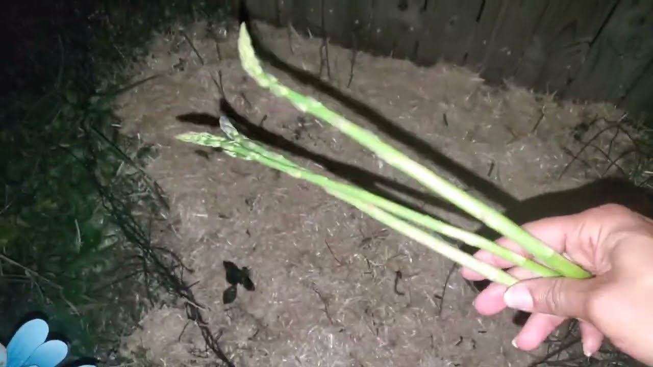 Asparagus Growing In January #asparagus #growyourownfood #gardening 