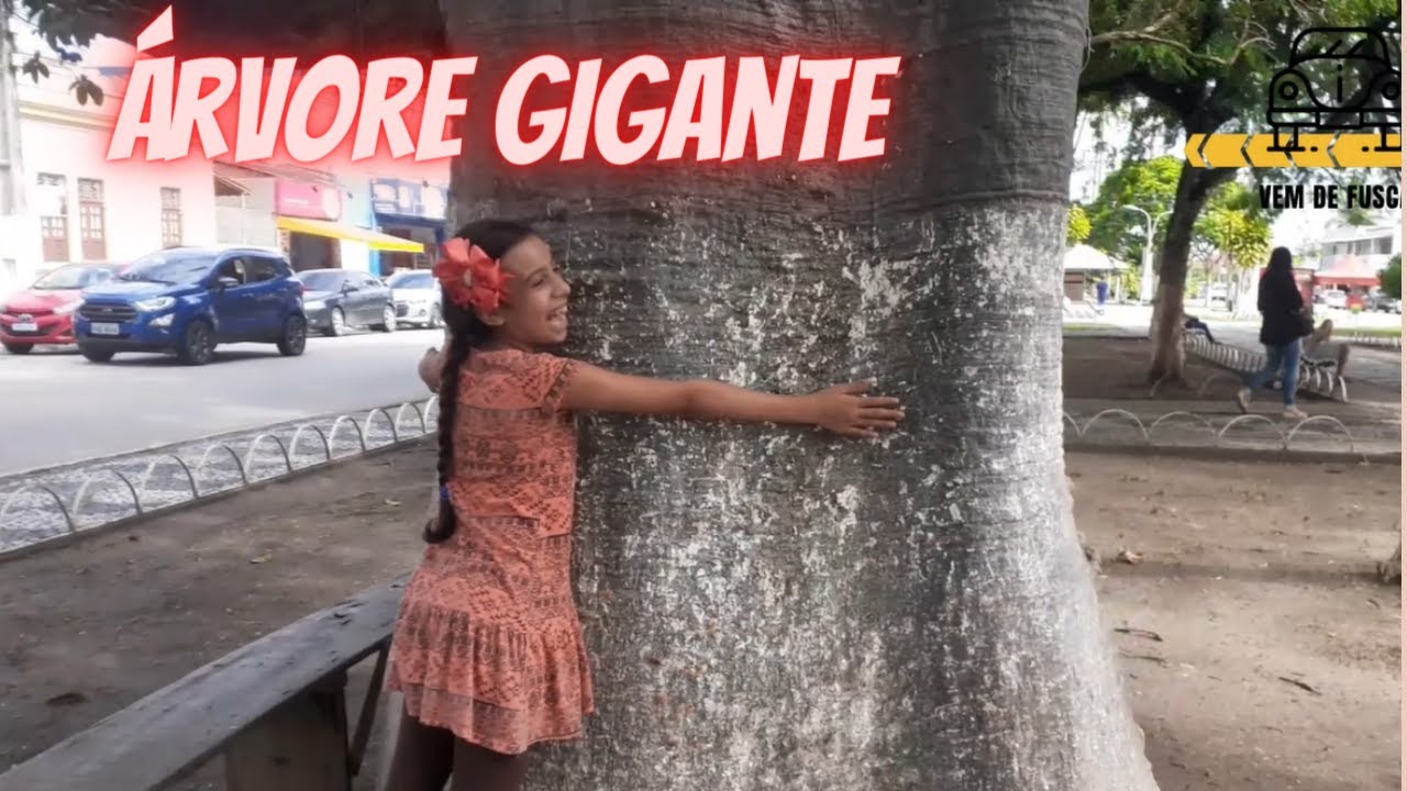 Árvore no Centro de Carpina│Baobá