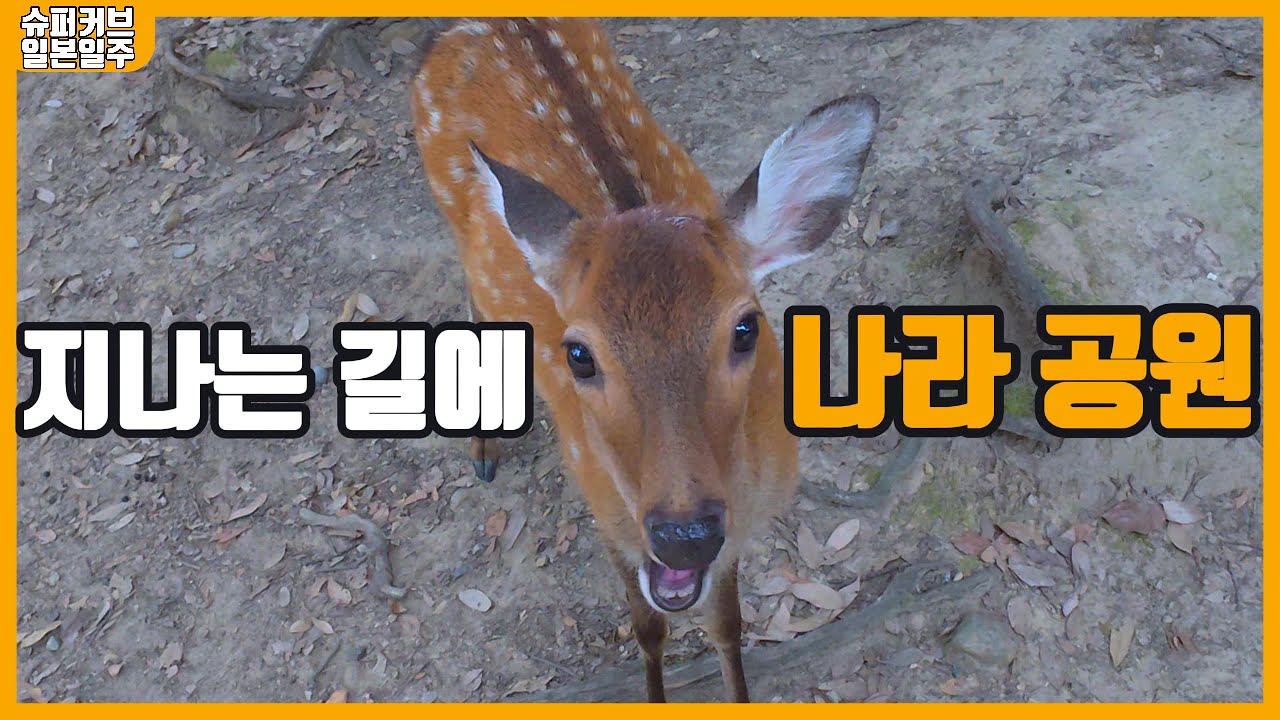 나라 공원 사슴 구경 와카야마 가는 길- 슈퍼커브 일본일주