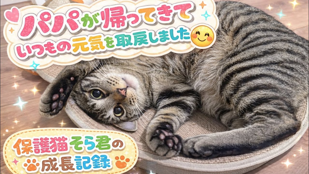 いつものそら君の元気が戻りました😊猫草爆食い#cat #保護猫 #猫のいる生活 #愛猫#キジトラ #癒し系猫 #そらくん #甘えん坊の猫 