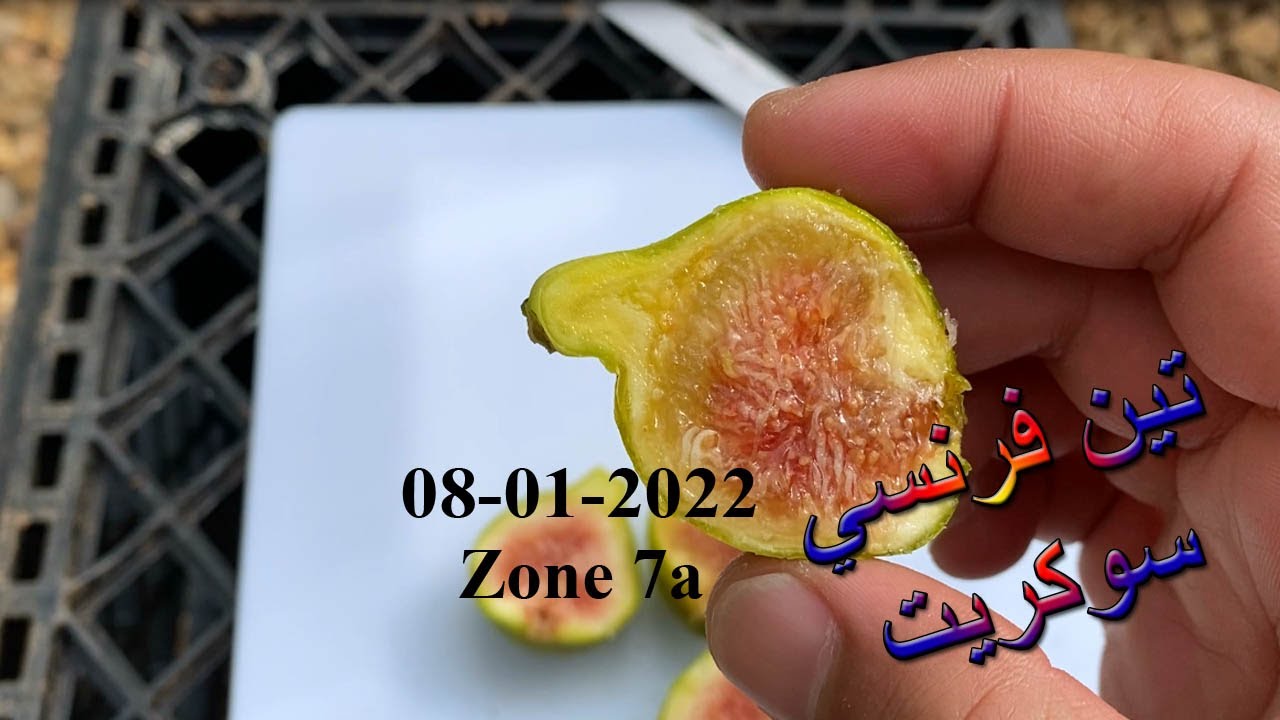 تين فرنسي اسمه سوكرت Sucrette fig 08-01-2022