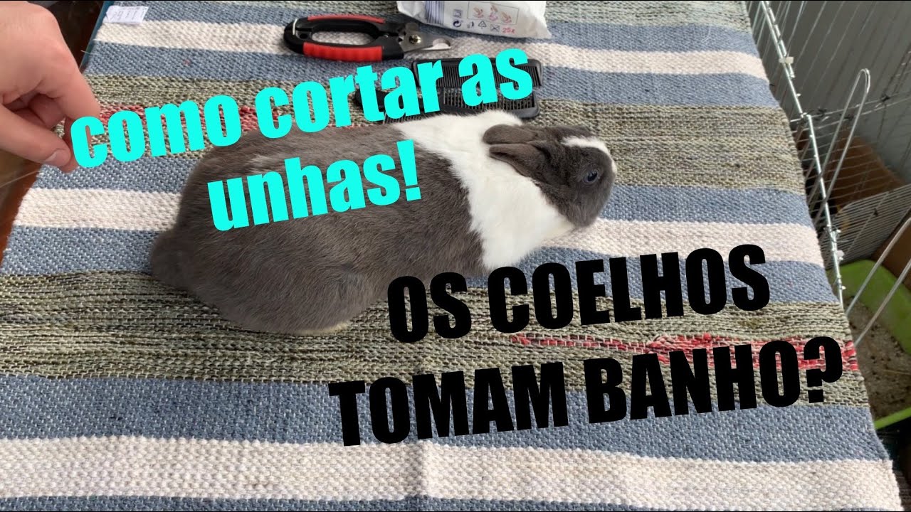COMO CORTAR AS UNHAS E ESCOVAR UM COELHO! 101coelhinhos