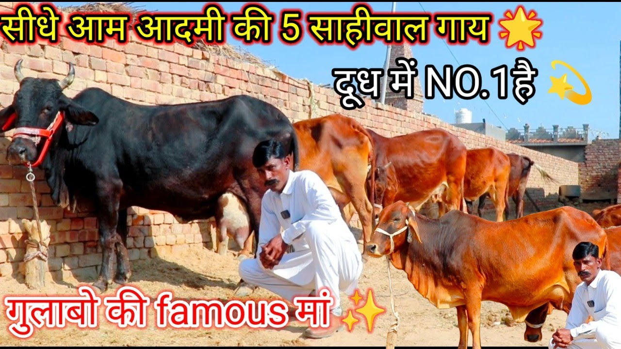 ✨मां और बेटी गुलाबो की स्पेशल जोड़ी 👍 मात्र 17 में खरीदो 😀 सीधे किसान के घर से 👳 famous gulabo 💫