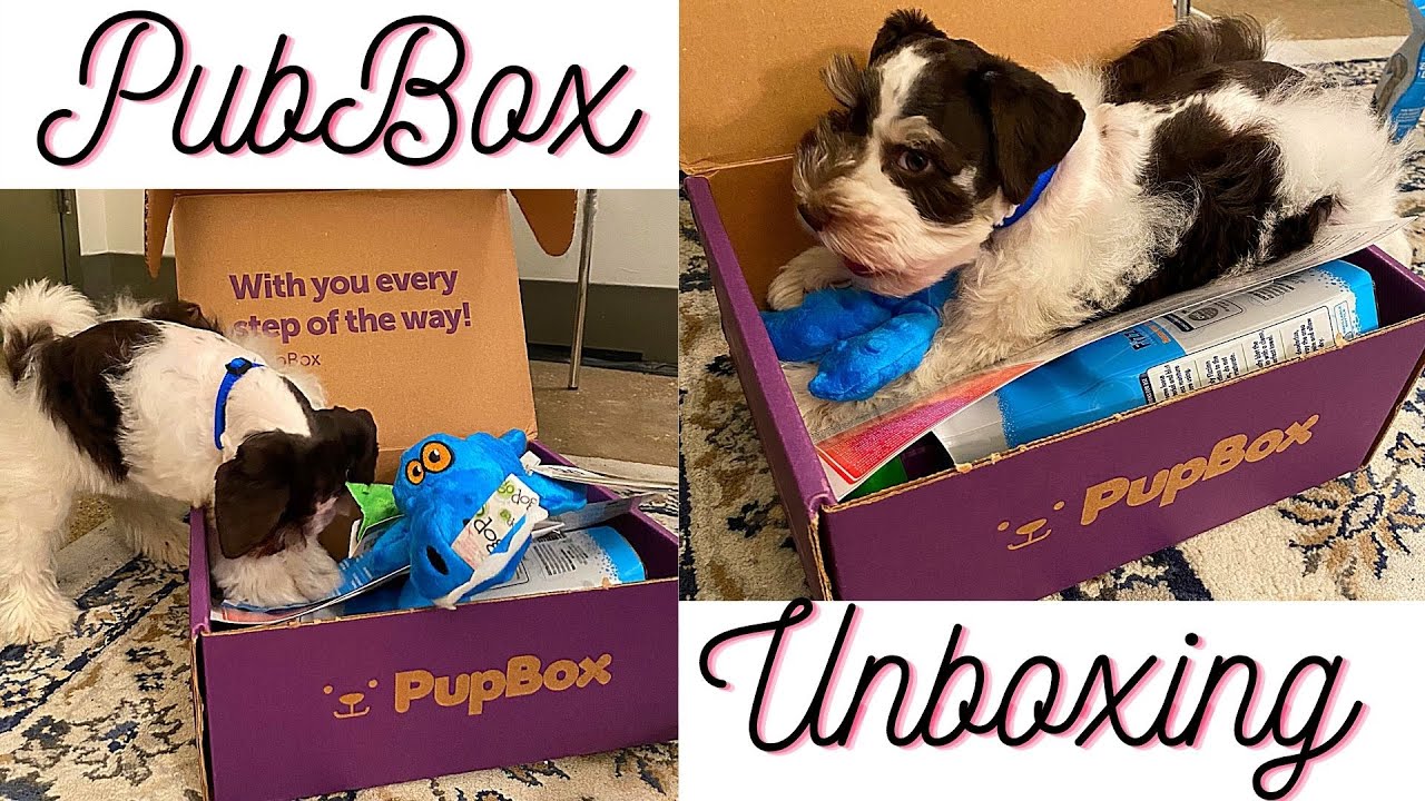 How My 8-week Old Puppy Reacted to his First Pupbox (Oct 2020)