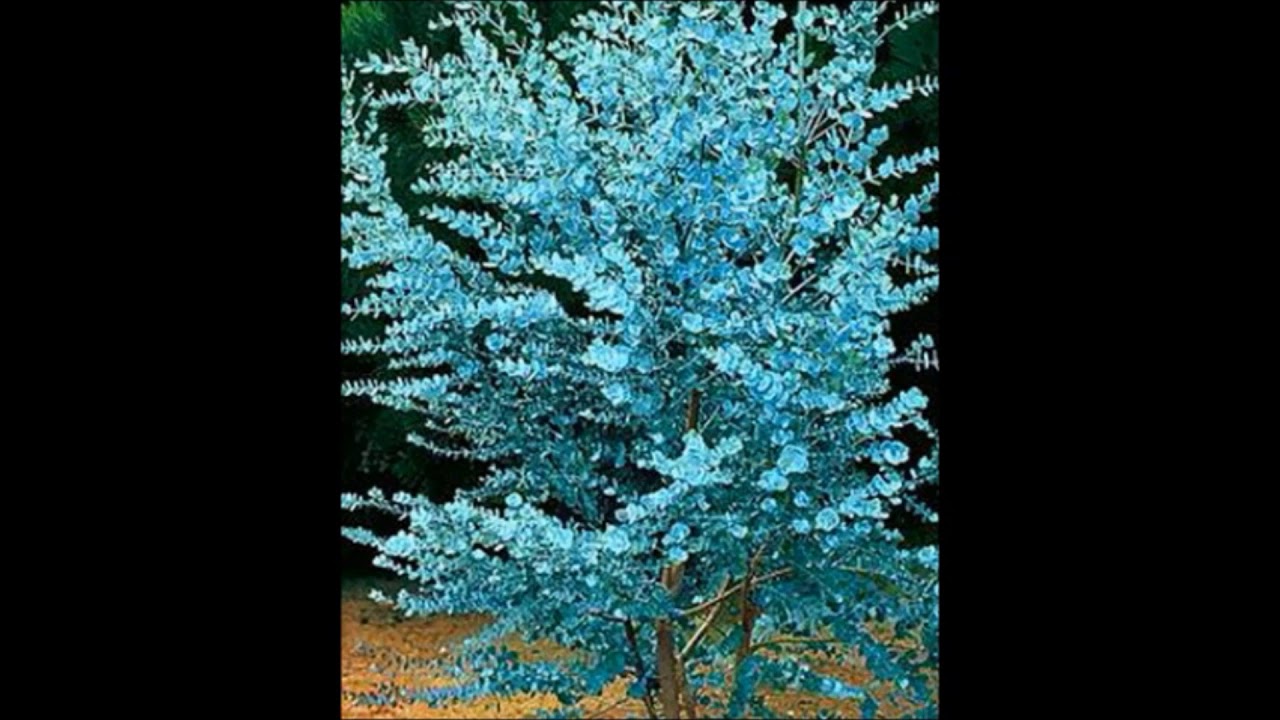 Odcinek #175 Eukaliptus Gunna (Eucalyptus gunnii) wysiew nasion