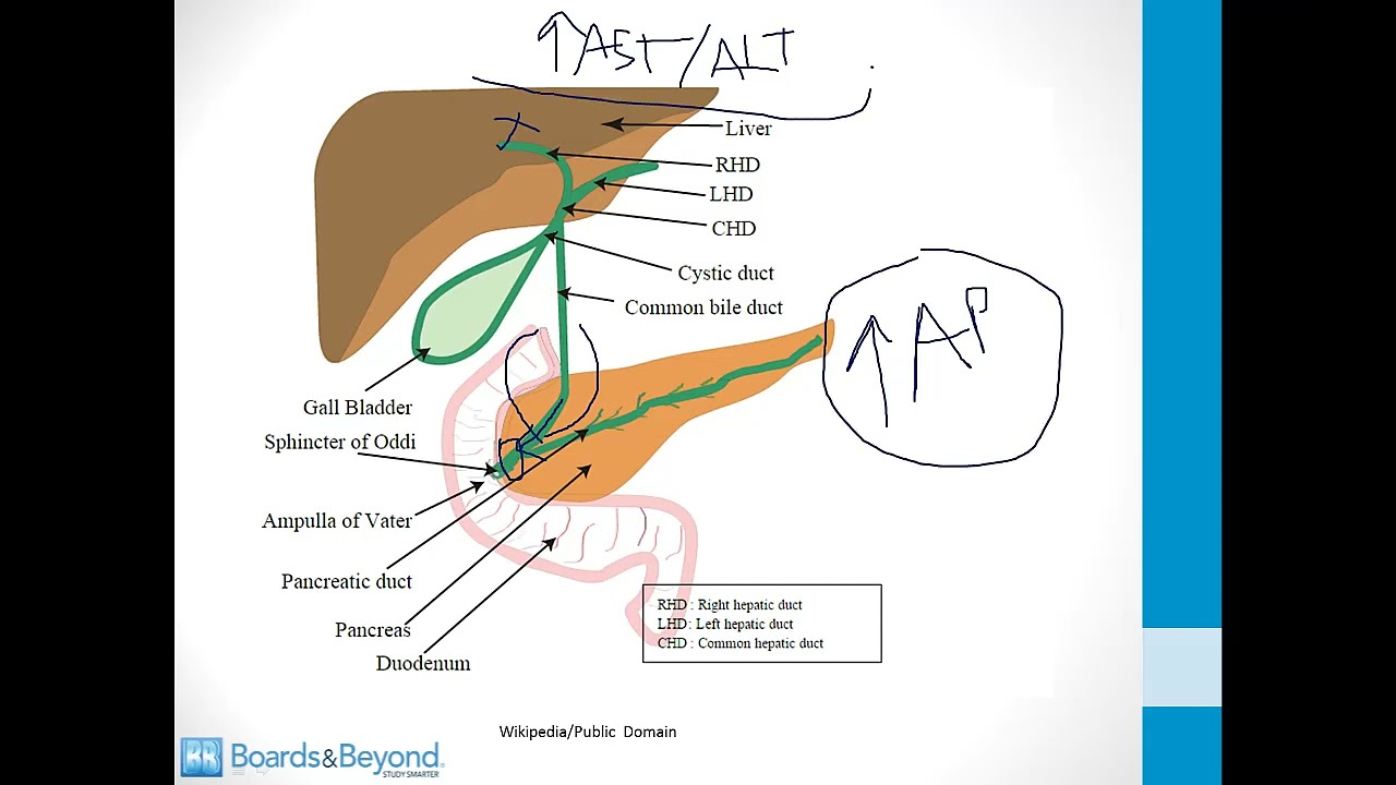 Gastroenterology USMLE Step 1 — Bile — Boards and Beyond
