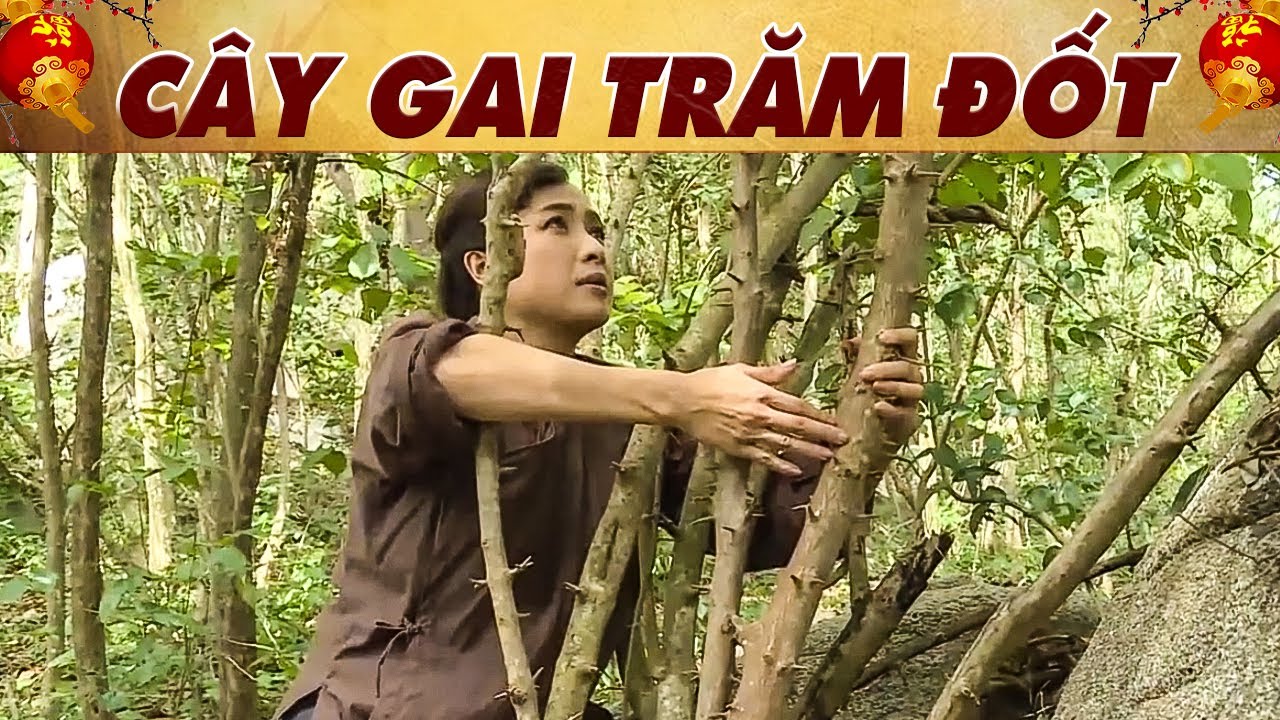 CỔ TÍCH 2026 - CÂY GAI TRĂM ĐỐT🔥CỔ TÍCH HAY NHẤT🔥PHIM TRUYỆN CỔ TÍCH 2026🔥 CỔ TÍCH VIỆT NAM 🔥THVL