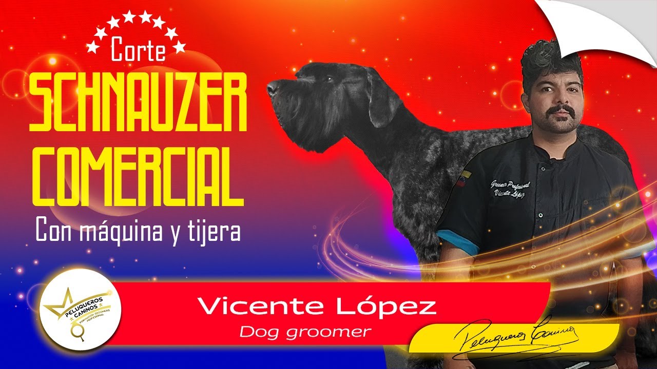 Corte Schnauzer Comercial Paso a Paso – Peluquería Canina Profesional. Groomer