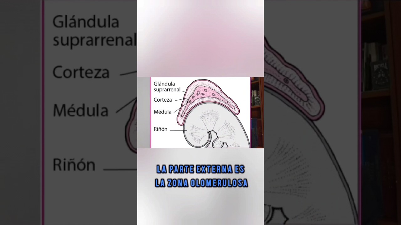 &iquest;que hace la gl&aacute;ndula suprarrenal?