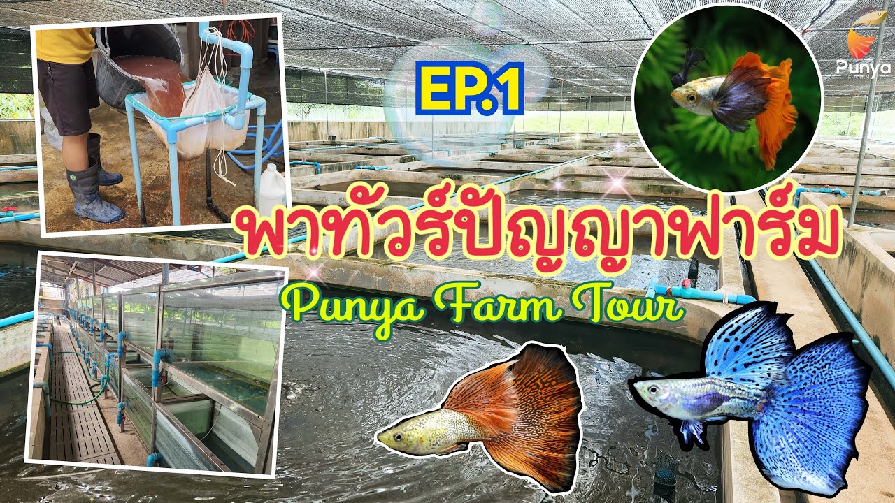 EP.1 พาทัวร์ปัญญาฟาร์ม | Punya Guppy Farm