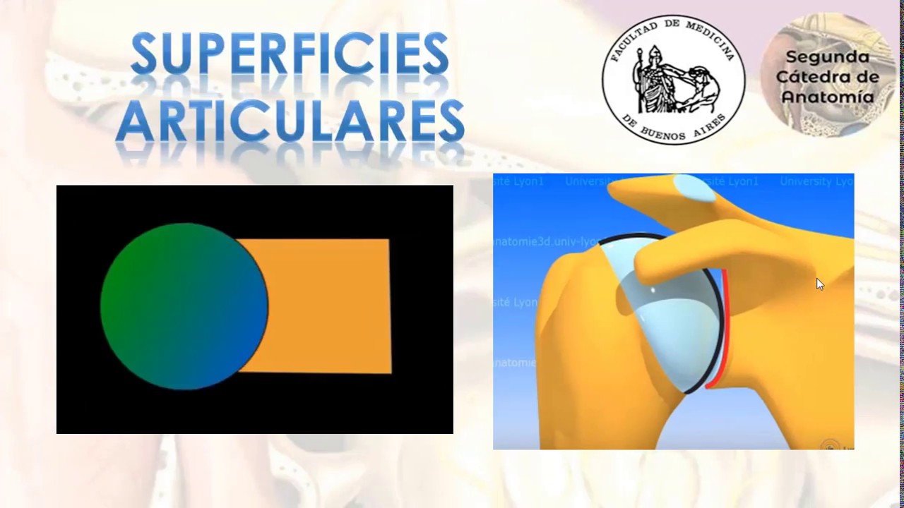 L2.1 | Articulación glenohumeral | Anatomía 2 | FMed UBA