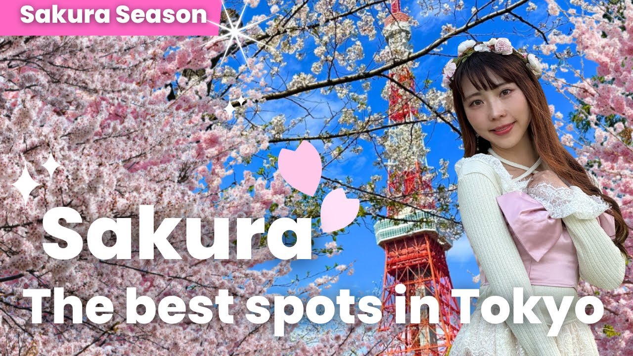 【4K】The best spots to enjoy SAKURA🌸 in Tokyo